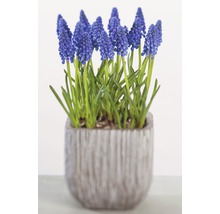 Traubenhyazinthe in einem Topf