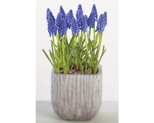Traubenhyazinthe in einem Topf