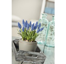 Szene mit Traubenhyazinthe im Topf auf Holztablett