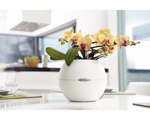 Gelbe Orchidee in rundem Blumentopf auf einem Tisch