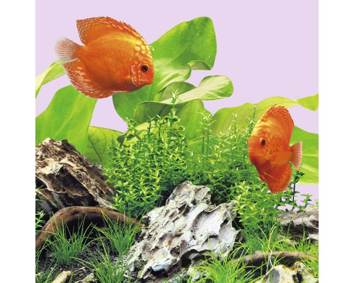 Zwei orangefarbene Diskusfische im Aquarium mit Pflanzen und Steinen