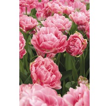 Nahaufnahme von rosa gefüllten Tulpenblüten im Gartenbeet.