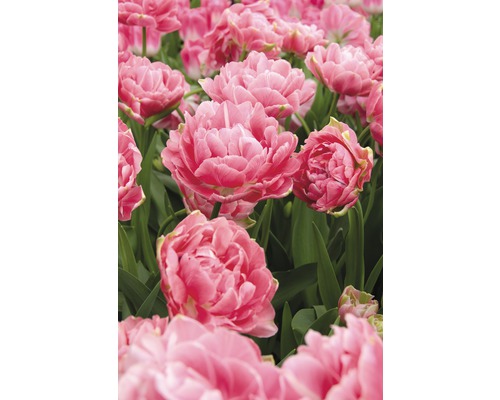 Nahaufnahme von rosa gefüllten Tulpenblüten im Gartenbeet.