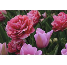 Nahaufnahme von rosa Tulpenblüten