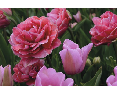 Nahaufnahme von rosa Tulpenblüten