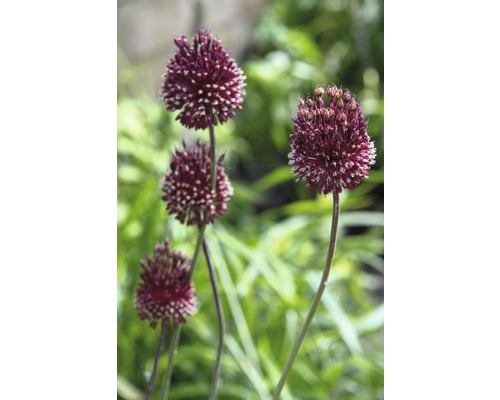 Zierlauchblüten im Gartenbeet