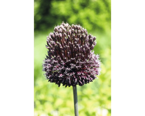 Blüte einer Zierlauch Pflanze im Detail