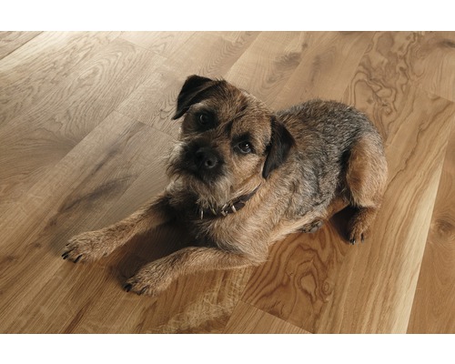 Border Terrier liegt auf einem Holzboden.