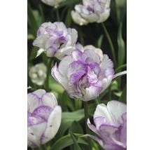 Nahaufnahme von gefüllten Tulpen mit lila Rändern