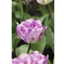 Nahaufnahme einer lila-weißen Tulpe im Garten.