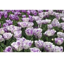 Feld mit lila-weißen Tulpen