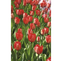 Feld mit roten Tulpen
