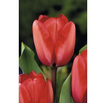 Nahaufnahme einer roten Tulpe