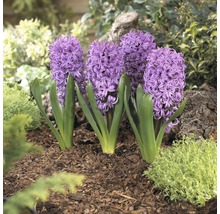Nahaufnahme von Hyazinthen im Gartenbeet