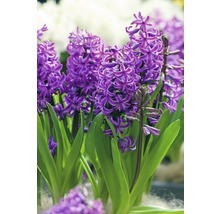 Nahaufnahme einer Hyazinthe mit violetten Blüten und grünen Blättern.