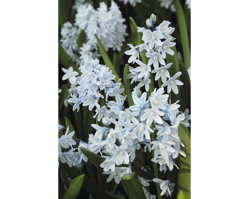 Blütenstand der Gattung der Sternhyazinthen im Garten