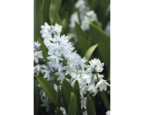 Nahaufnahme von gestreiften Blaustern Blumen mit Blättern