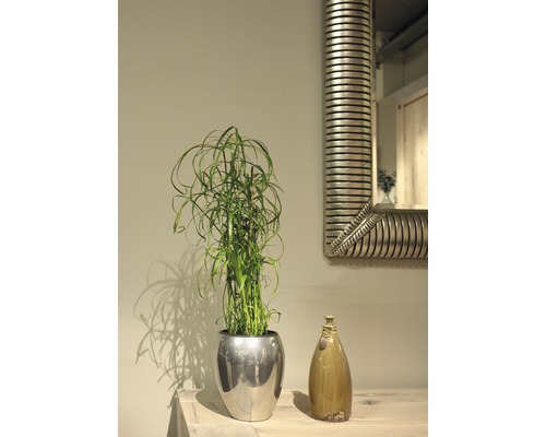 Zimmerszene mit Zylinderputzer in einem Topf, Dekovase und Spiegel