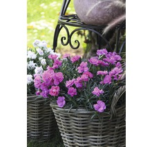 Nelke, Gartennelke FloraSelf Dianthus caryophyllus 'Megan' Ø 15 cm Topf
