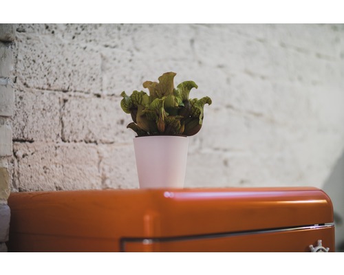 Kannenpflanze in einem Topf auf einem Schrank