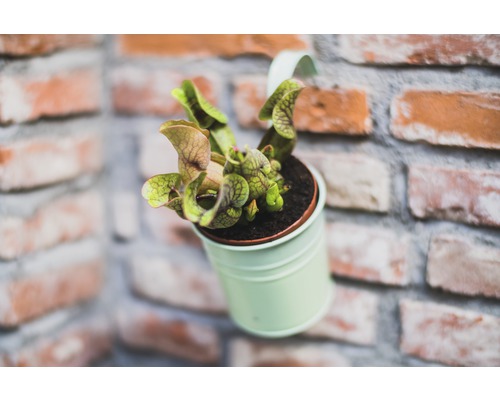 Fleischfressende Pflanze in einem Topf vor einer Ziegelwand