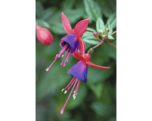 Fuchsienblüte im Detail