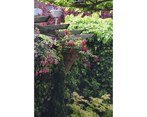 Szene im Garten mit Pflanzen, Korb und Holzkonstruktion