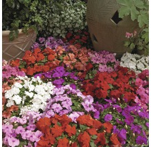 Blumenbeet mit verschiedenen Impatiens-Blüten und dekorativen Töpfen im Garten