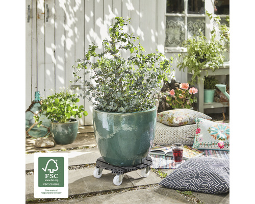 Pflanze in einem Topf auf einem Pflanzenroller im Außenbereich