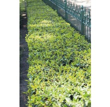 6 x Portugiesischer Kirschlorbeer FloraSelf Prunus lusitanica 'Angustifolia' H 125-150 cm Co 5 L für 3 m Hecke-thumb-2