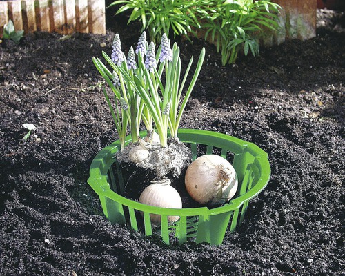 Blausternchen mit Blumenzwiebeln in Pflanzkorb
