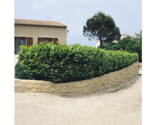 Im Bild ist eine Kirschlorbeerhecke vor einem Haus zu sehen.