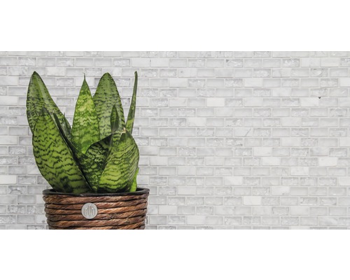 Sansevieria Zimmerpflanze in geflochtenem Übertopf vor einer Mosaikwand