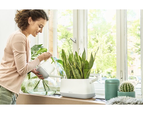 Frau gießt Zimmerpflanzen mit Gießkanne auf Fensterbank