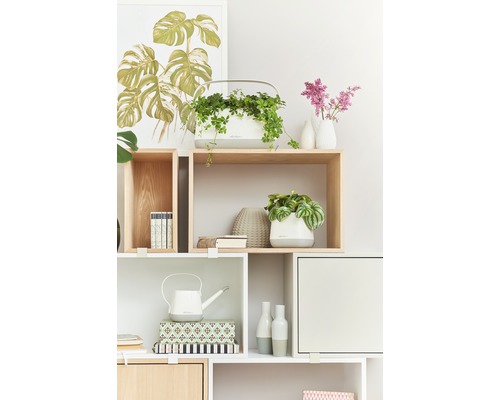 Regal mit Zimmerpflanzen, Dekoration und einer Gießkanne