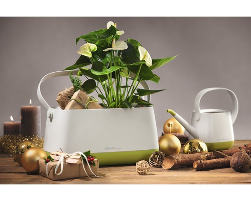 Dekorative Zimmerpflanze in weißem Pflanzgefäß mit Griffen, umgeben von Weihnachtsschmuck.