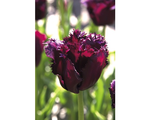 Nahaufnahme einer einzelnen dunklen Tulpe mit gefransten Blütenblättern