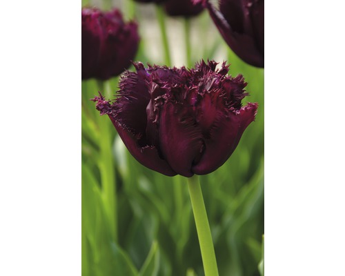 Nahaufnahme einer einzelnen Tulpe mit gefransten Blütenblättern