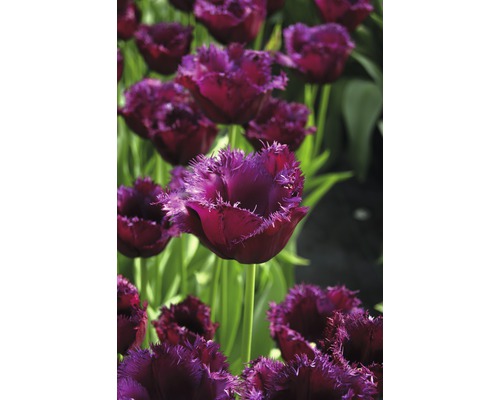 Nahaufnahme von gefiederten Tulpen im Gartenbeet
