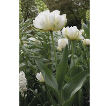 Blumenzwiebel Tulpe 'Exotic Emperor' creme 10 Stk