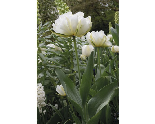 Nahaufnahme von weißen Tulpen im Garten.