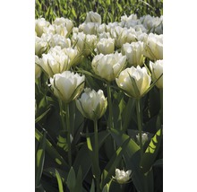 Blumenzwiebel Tulpe 'Exotic Emperor' creme 10 Stk