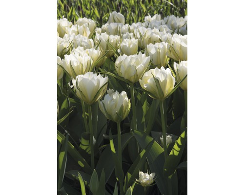 Feld mit weißen Tulpenblüten