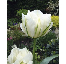 Blumenzwiebel Tulpe 'Exotic Emperor' creme 10 Stk