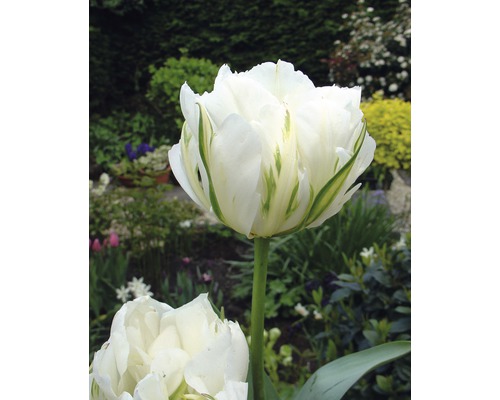 Nahaufnahme einer weißen Tulpe mit grünen Akzenten im Garten.