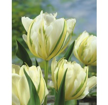 Blumenzwiebel Tulpe 'Exotic Emperor' creme 10 Stk