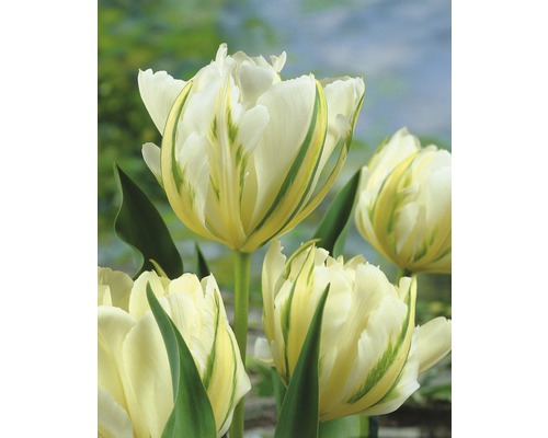 Gruppe von Tulpenblüten mit weiß-grünen Blütenblättern und grünen Stielen