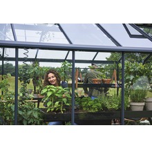 Gewächshaus JULIANA Premium 13,0 m² 3 mm Sicherheitsglas für Mauerfundament 296 x 439 cm anthrazit/schwarz
