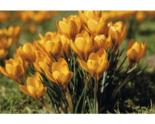 Gelbe Krokusse im Garten