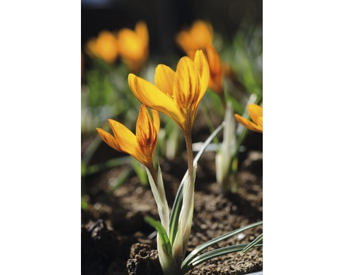 Nahaufnahme von Krokusblüten im Gartenbeet.